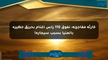 كارثة مفاجئة: نفوق 110 رأس أغنام بحريق حظيرة بالمنيا بسبب سيجارة!